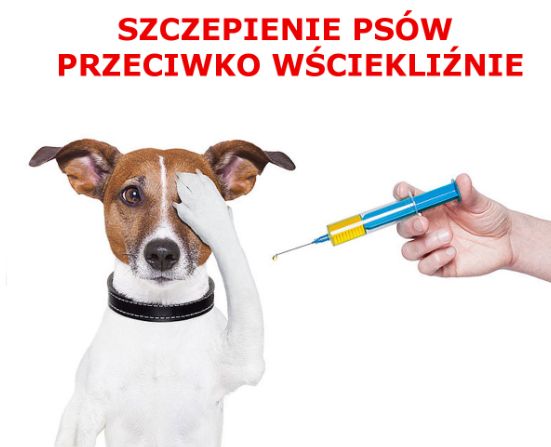 Ilustracja do informacji: Obowiązkowe szczepienie psów przeciw wściekliźnie